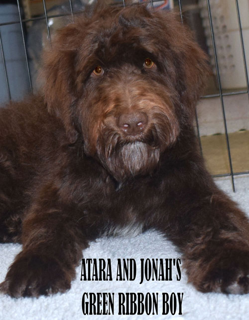 Adhonay's Labradoodles